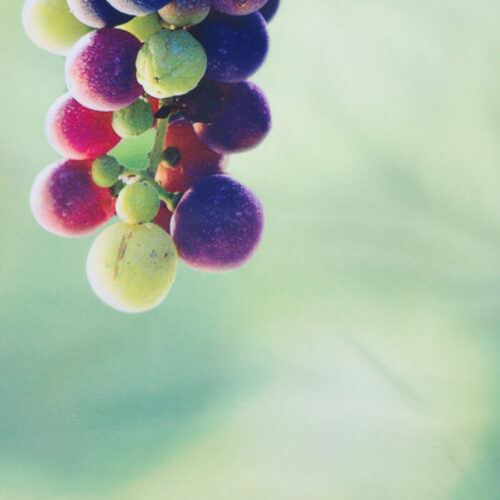 Alternative view of Custom Fruit Grape Printed Shower Curtain