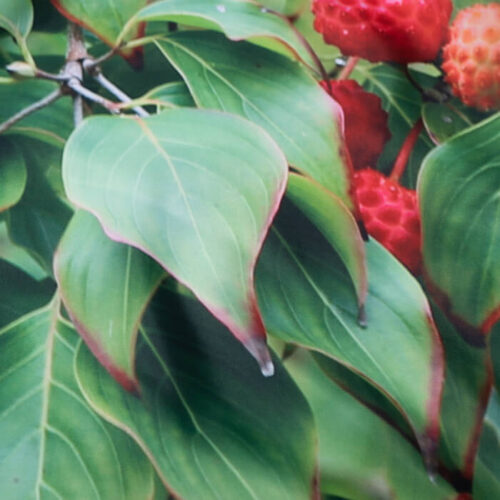 Alternative view of Custom Made Litchi Picture Printed Shower Curtains